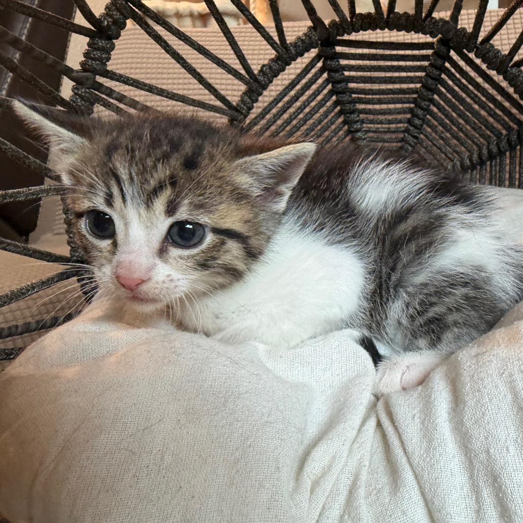 Cathy, a Adoptable Domestic Short Hair in Flower Mound, TX image 3/6