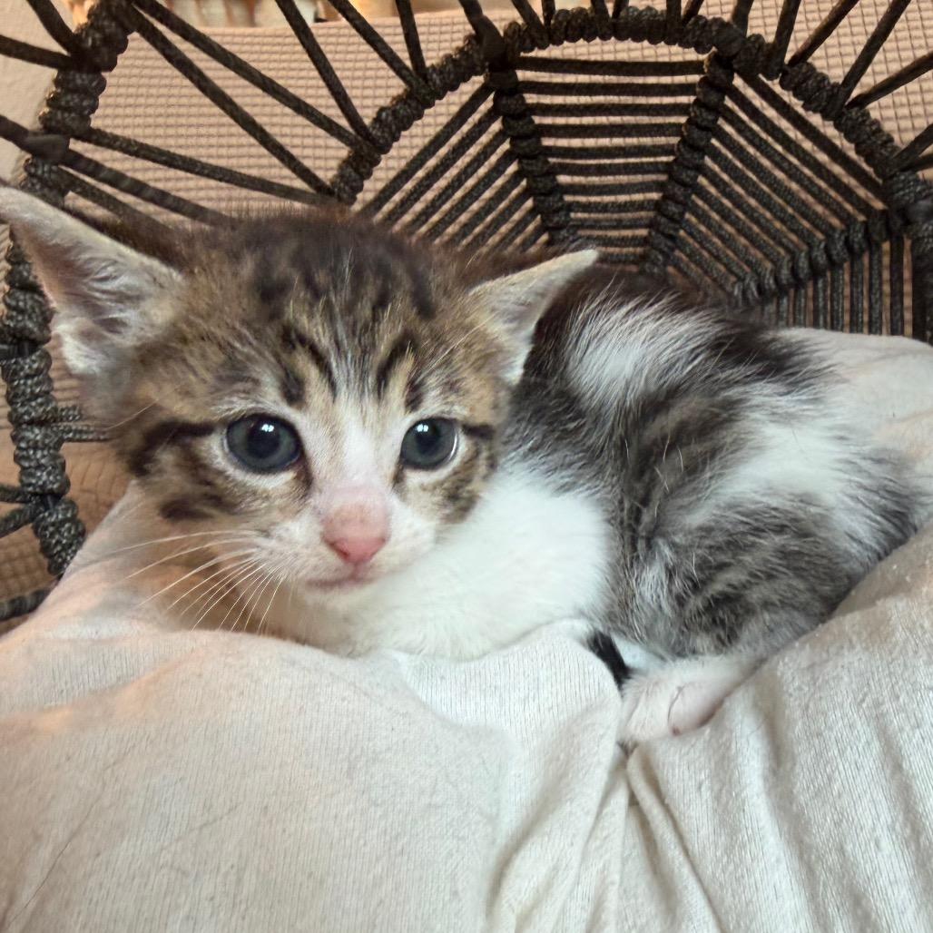 Cathy, a Adoptable Domestic Short Hair in Flower Mound, TX image 4/6