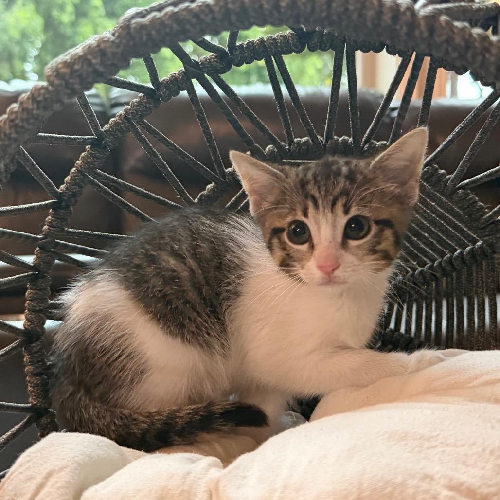 Cathy, a Adoptable Domestic Short Hair in Flower Mound, TX image 6/6