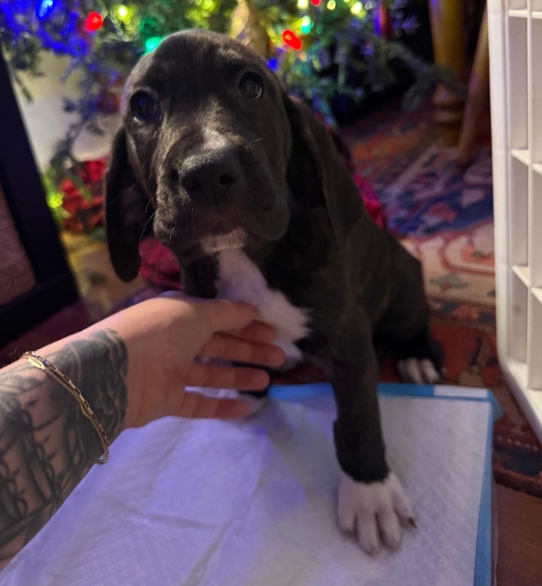 Enlarge Jack, a Adoptable mixed breed in Colonial Heights, VA image 2/4