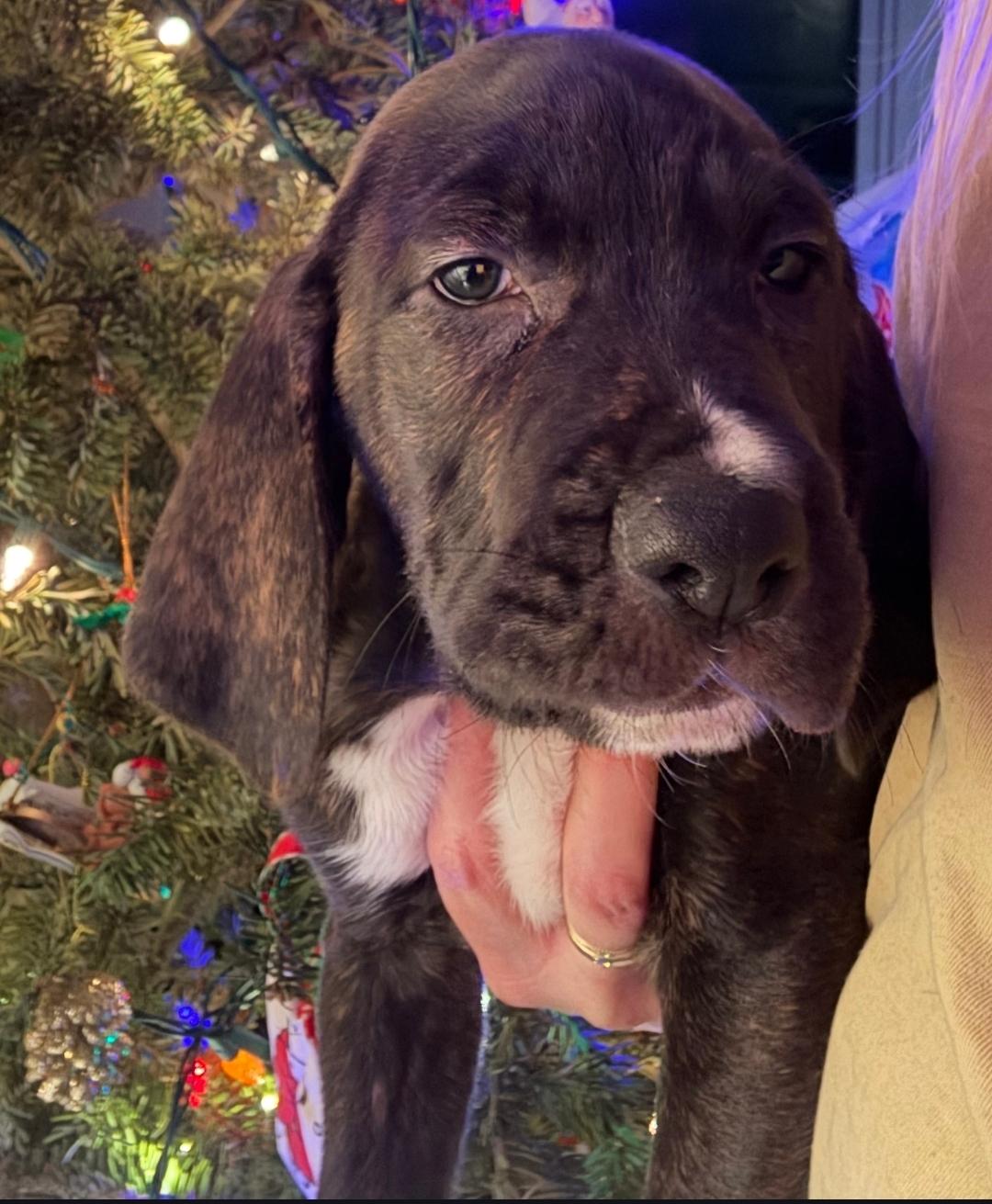 Enlarge Jack, a Adoptable mixed breed in Colonial Heights, VA image 3/4