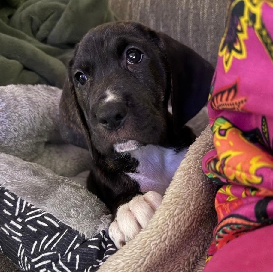 Jack, Adoptable, Puppy Male Bloodhound & Hound.
