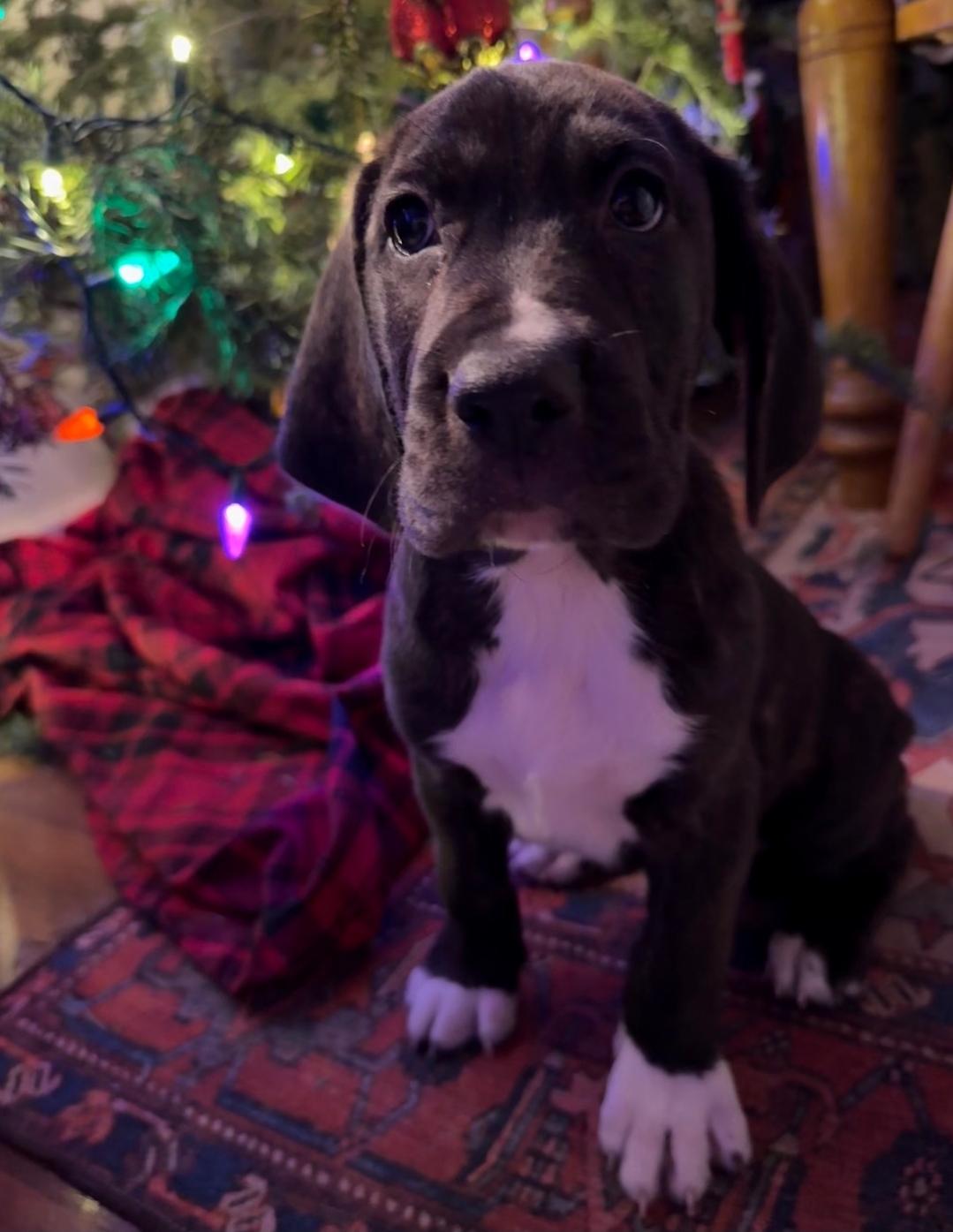 Enlarge Jack, a Adoptable mixed breed in Colonial Heights, VA image 4/4