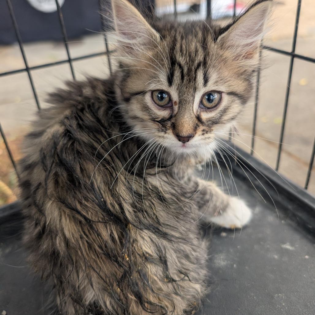 Jazmine Teal Baby, a Adoptable Domestic Medium Hair in West Plains, MO image 1/3