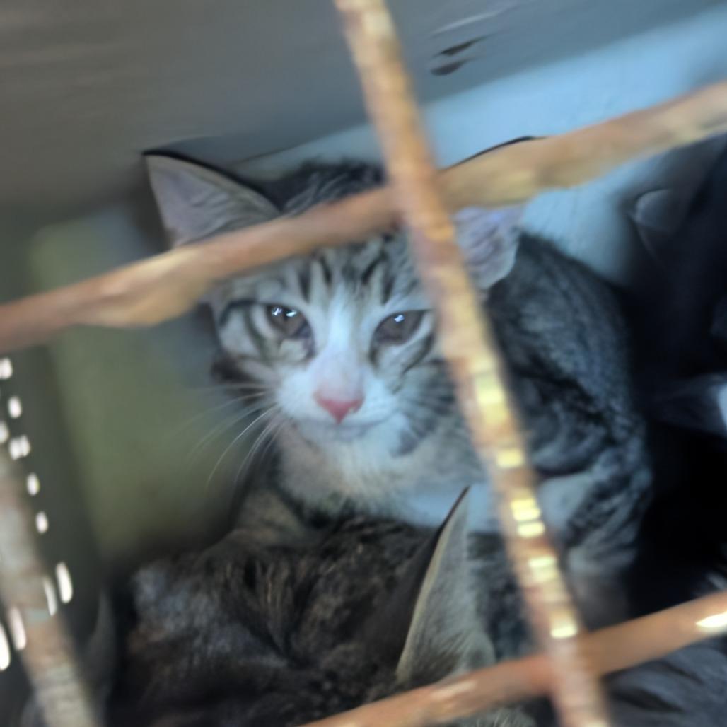 Jazmine Teal Baby, a Adoptable Domestic Medium Hair in West Plains, MO image 2/3