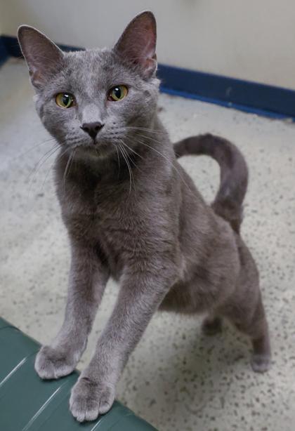 Enlarge Kira, a Adoptable mixed breed in Baraboo, WI image 1/1