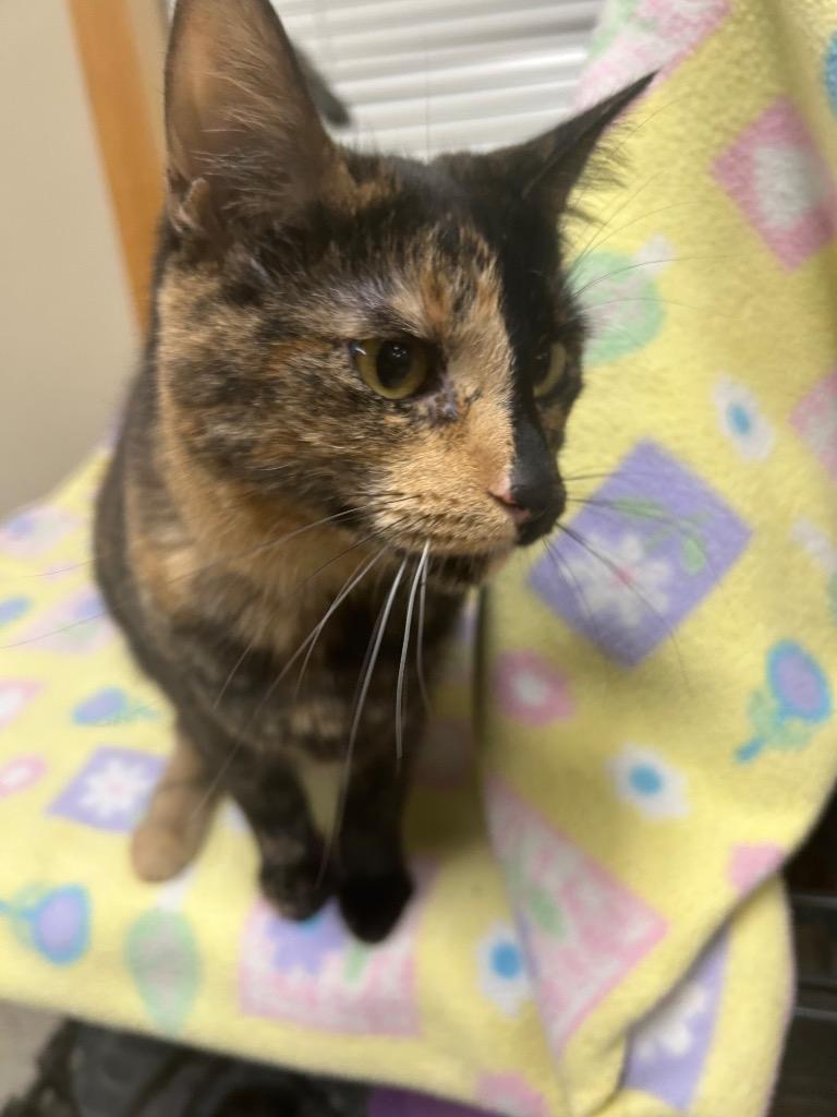 Enlarge Moira, a Adoptable mixed breed in Spooner, WI image 1/4