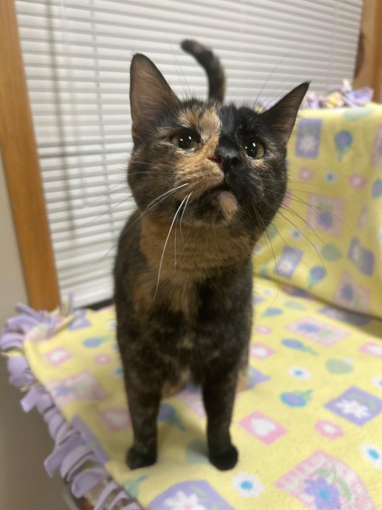 Enlarge Moira, a Adoptable mixed breed in Spooner, WI image 3/4