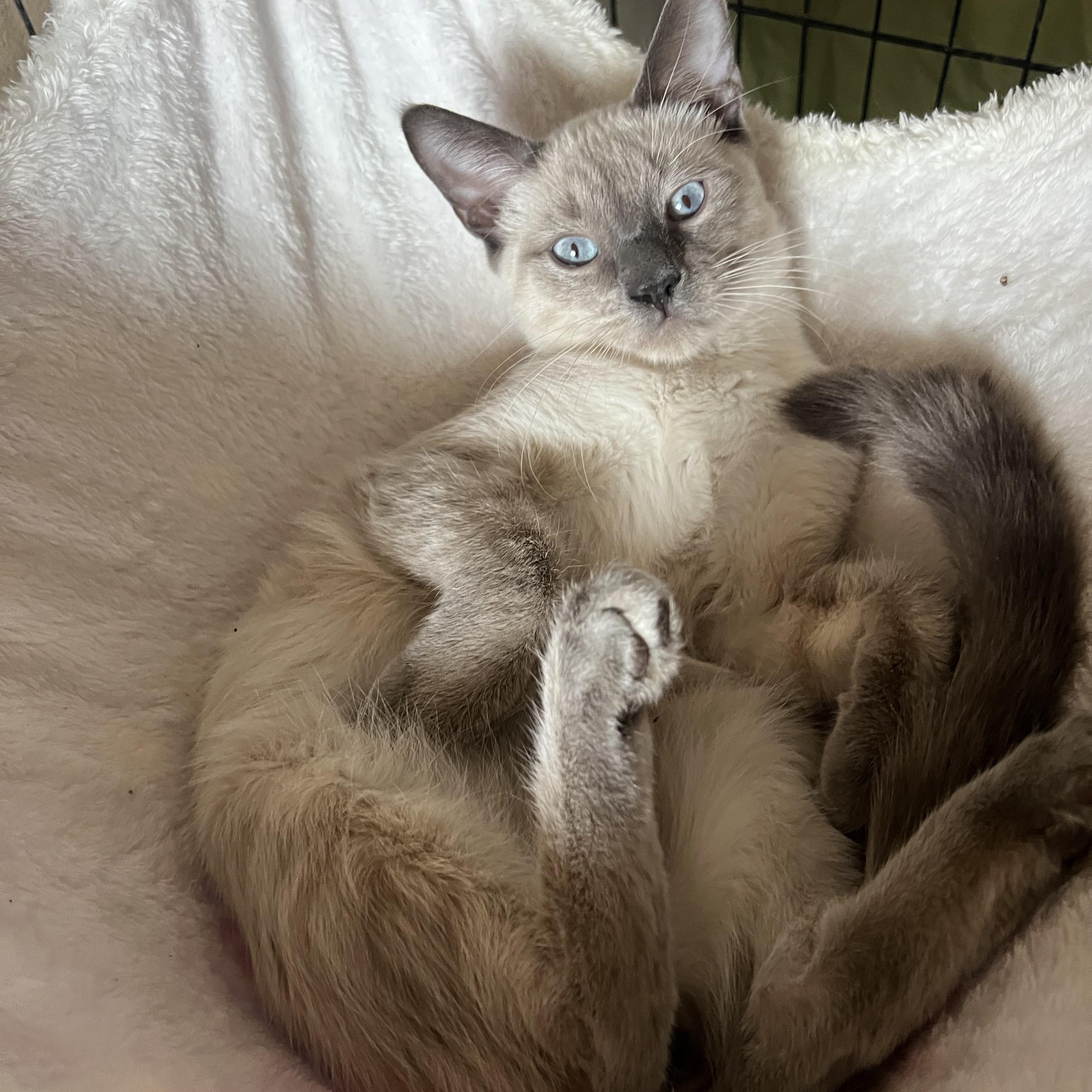 Enlarge Perris Lilac Siamese, a Adoptable Siamese in Glendora, CA image 5/5