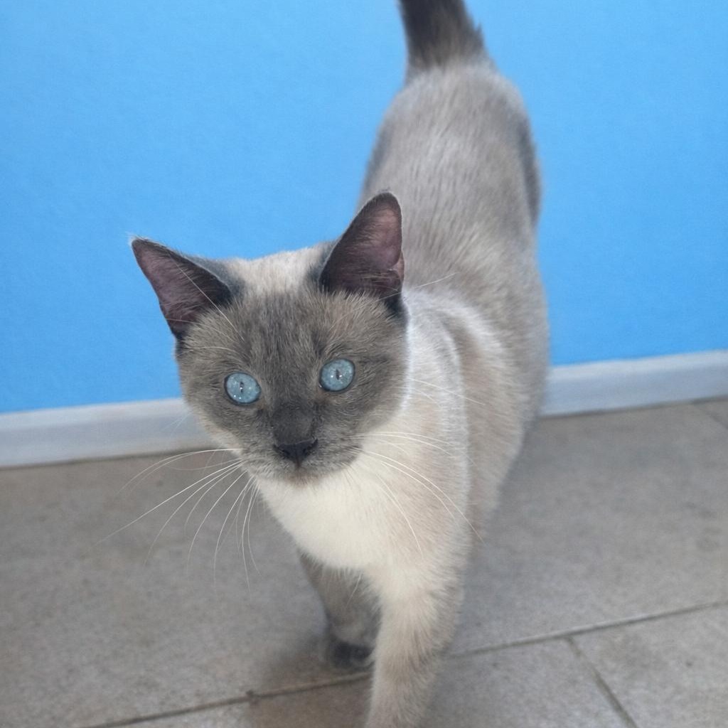 Enlarge Perris Lilac Siamese, a Adoptable Siamese in Glendora, CA image 2/5