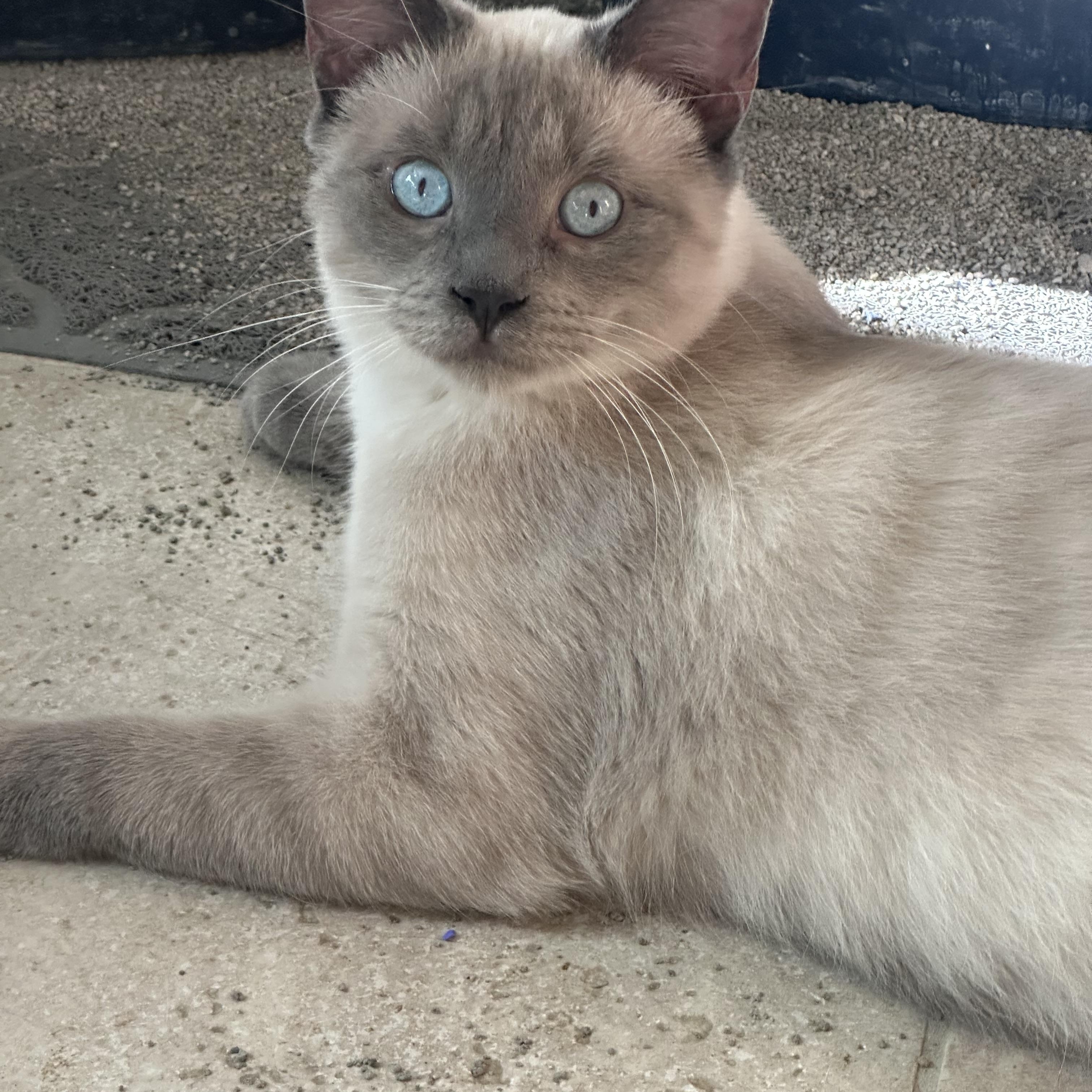 Enlarge Perris Lilac Siamese, a Adoptable Siamese in Glendora, CA image 3/5