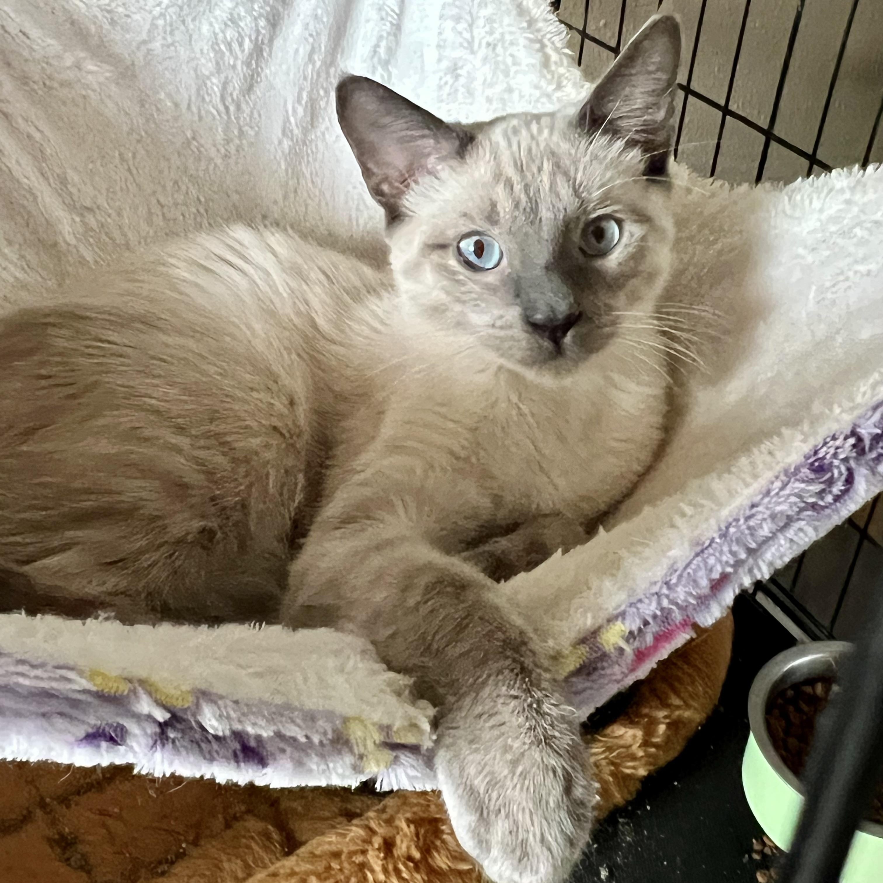 Perris Lilac Siamese