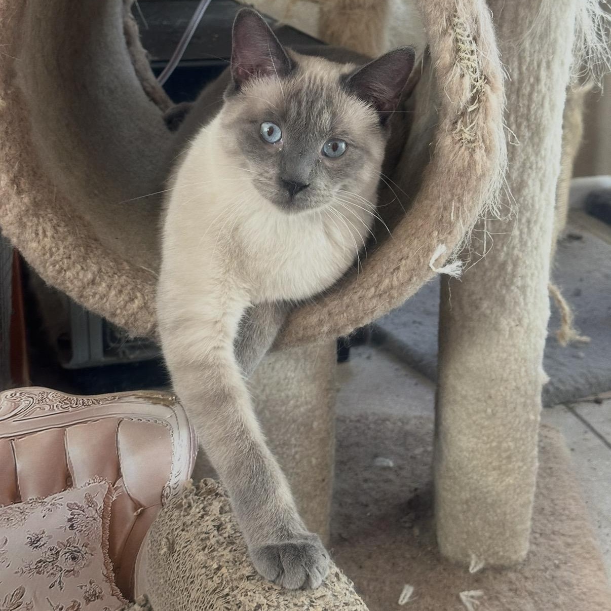 Enlarge Perris Lilac Siamese, a Adoptable Siamese in Glendora, CA image 1/5