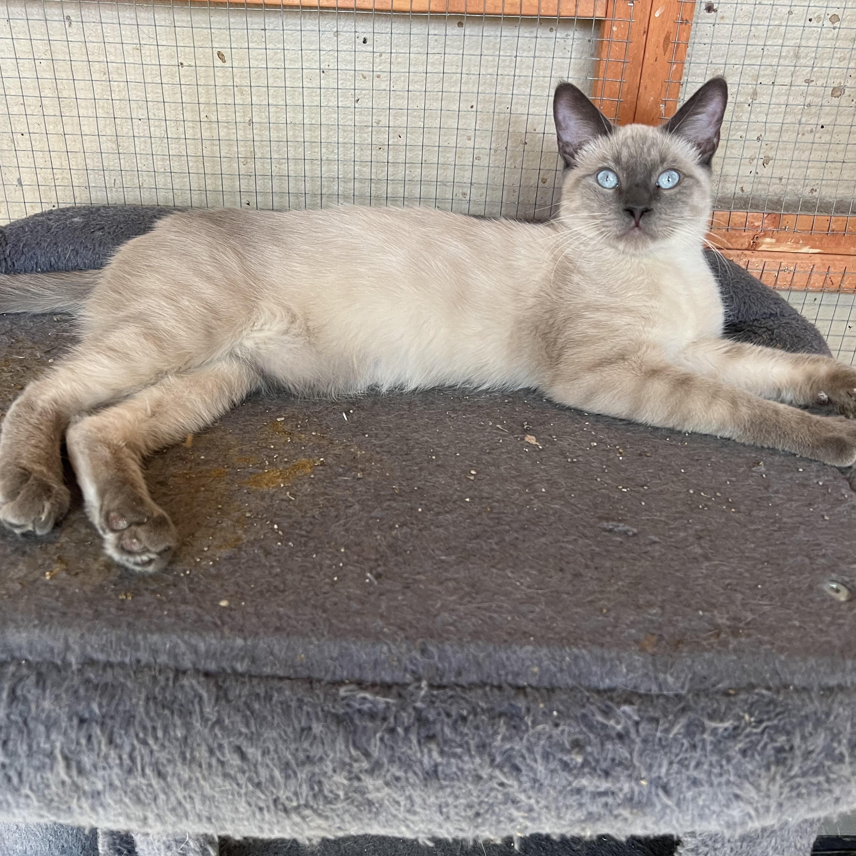 Enlarge Perris Lilac Siamese, a Adoptable Siamese in Glendora, CA image 4/5