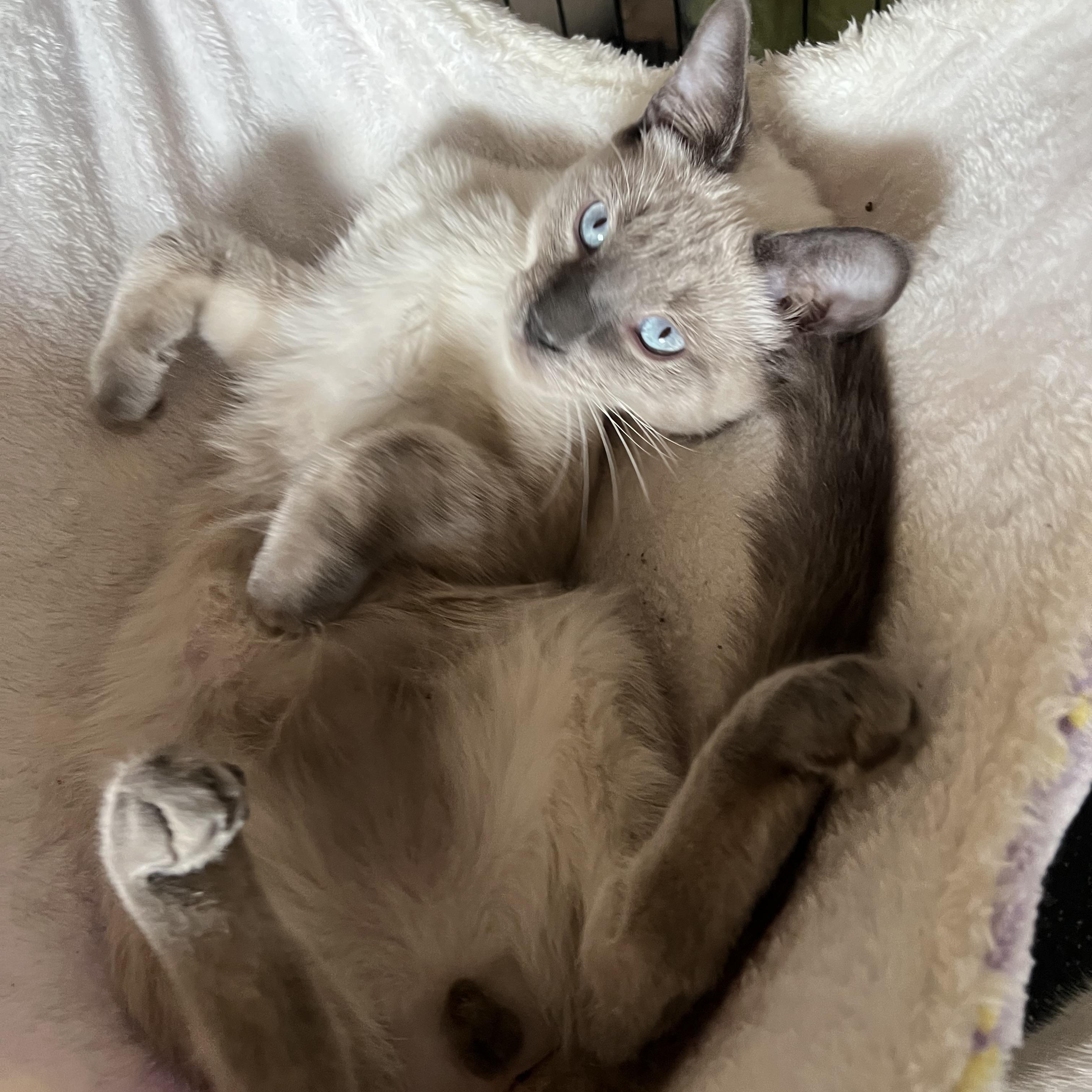 Perris Lilac Siamese