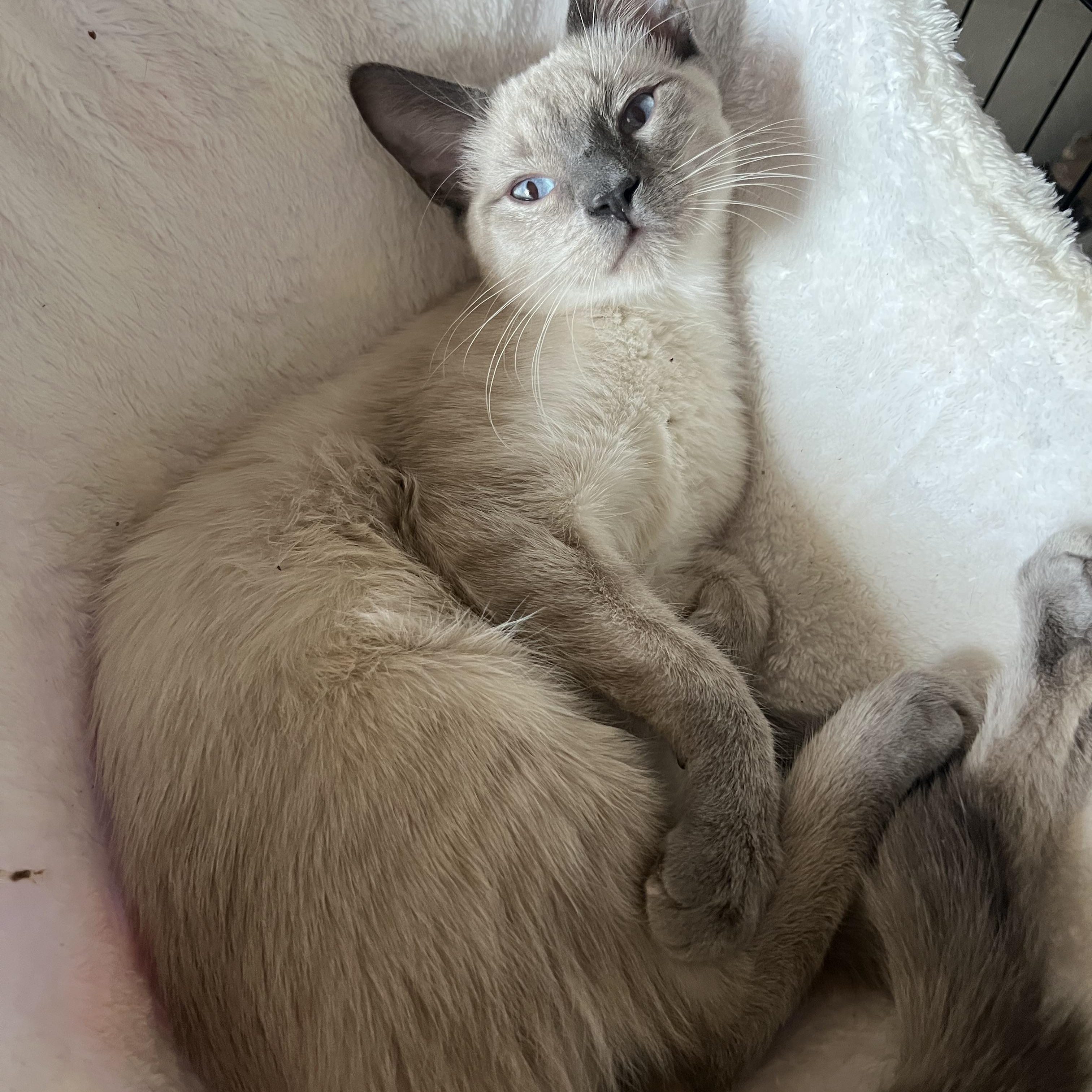 Perris Lilac Siamese