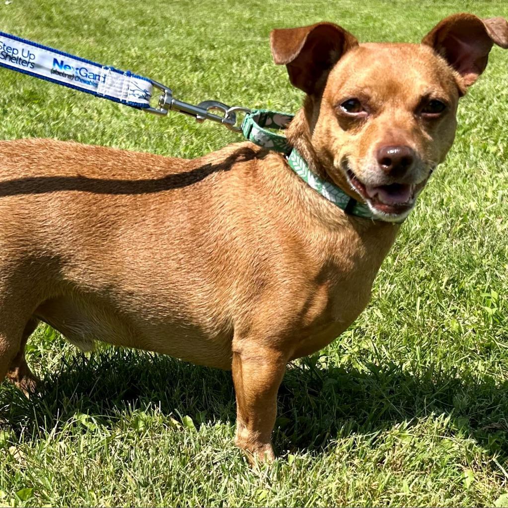 Enlarge Buddy, a Adoptable Dachshund in Kittanning, PA image 1/4