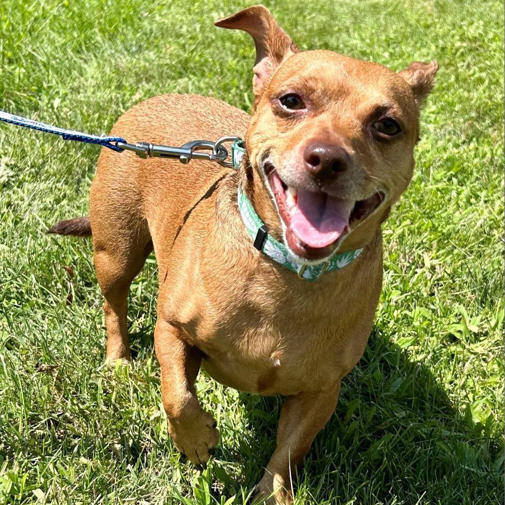 Enlarge Buddy, a Adoptable Dachshund in Kittanning, PA image 2/4