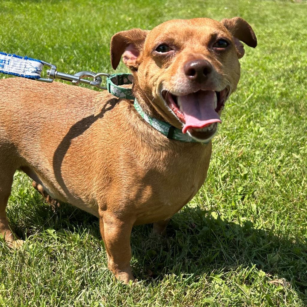 Enlarge Buddy, a Adoptable Dachshund in Kittanning, PA image 3/4