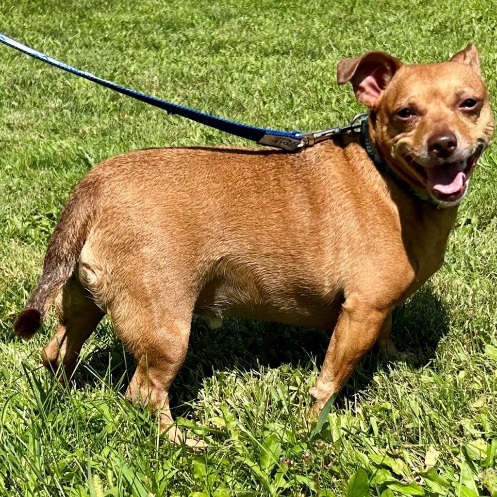 Enlarge Buddy, a Adoptable Dachshund in Kittanning, PA image 4/4