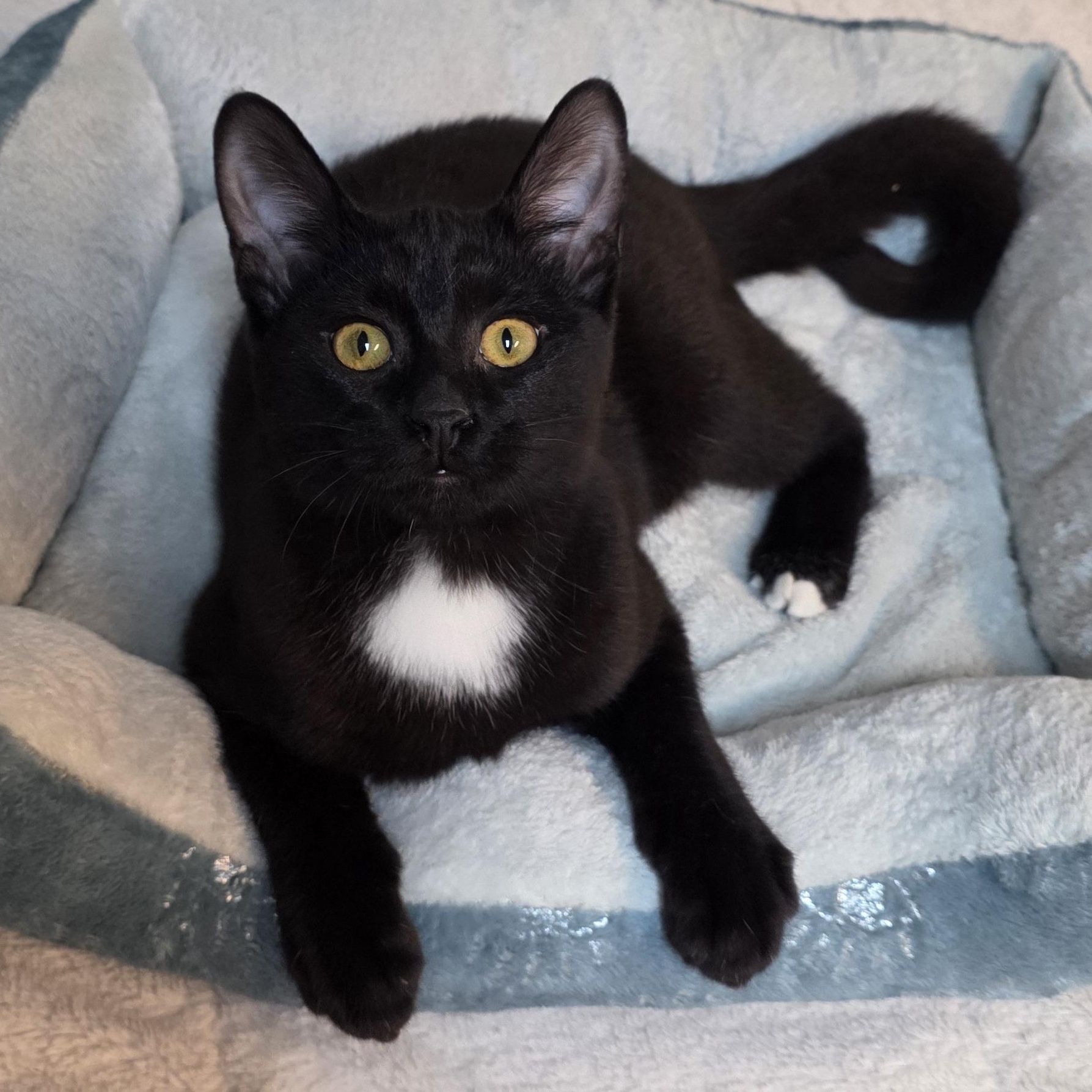 Frederick, Adoptable, Young Male Domestic Short Hair.