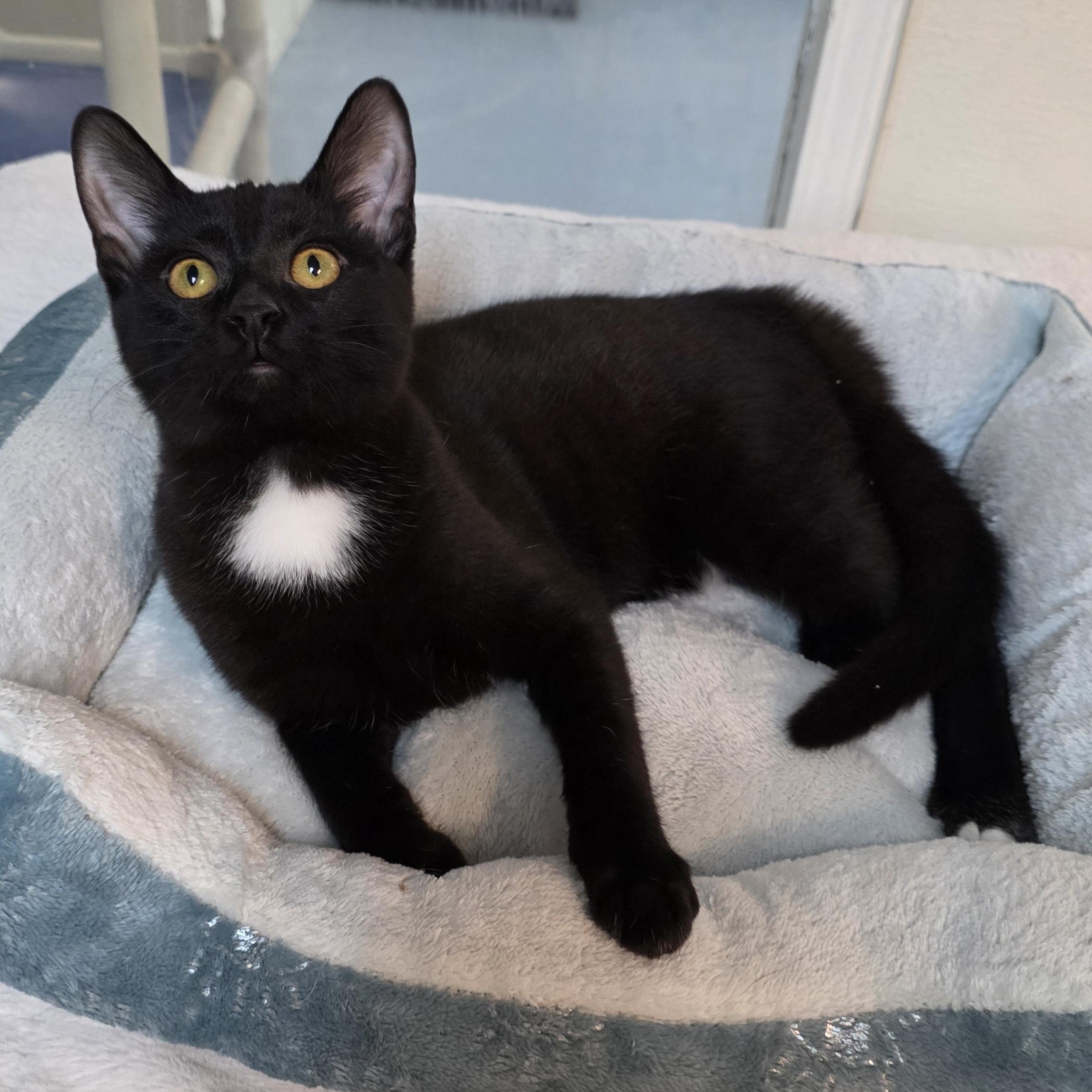 Enlarge Frederick, a Adoptable mixed breed in Greensboro, NC image 2/6
