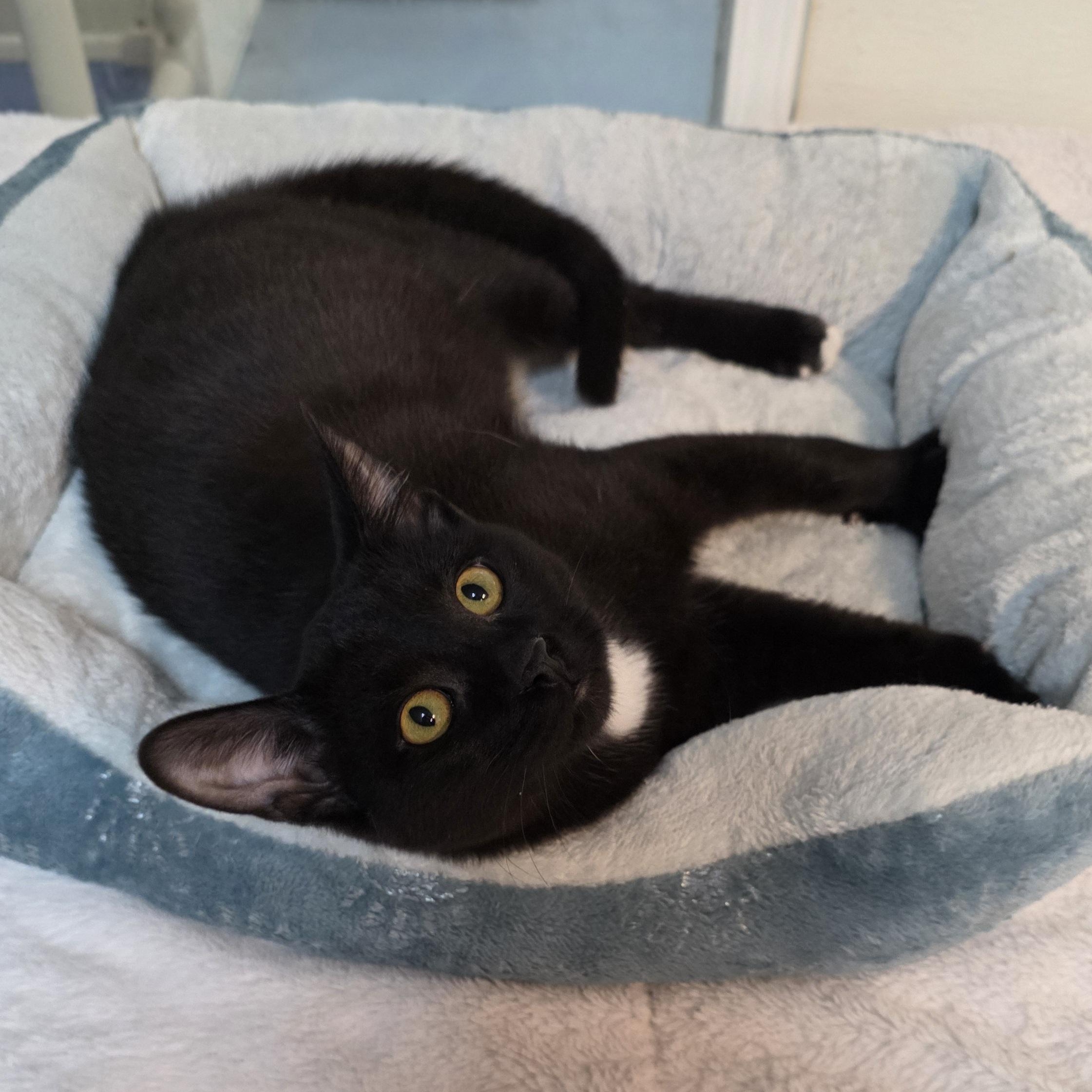 Enlarge Frederick, a Adoptable mixed breed in Greensboro, NC image 5/6