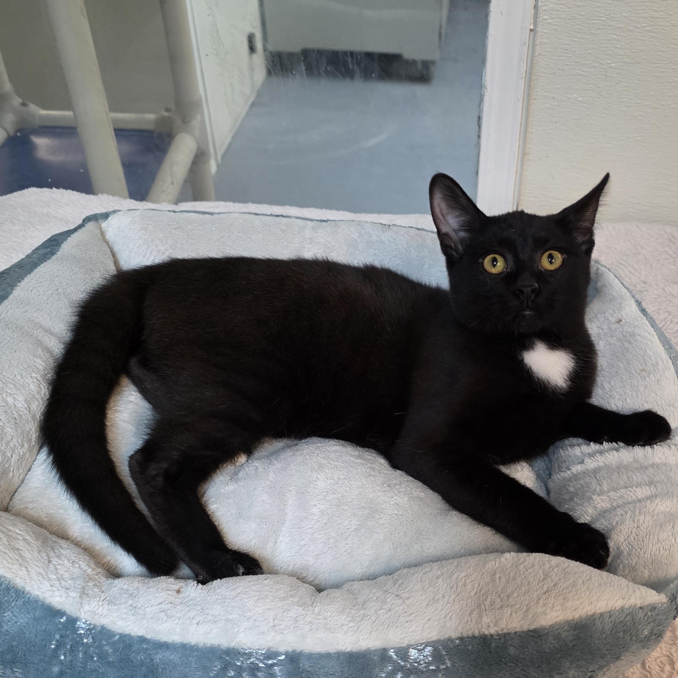 Enlarge Frederick, a Adoptable mixed breed in Greensboro, NC image 3/6