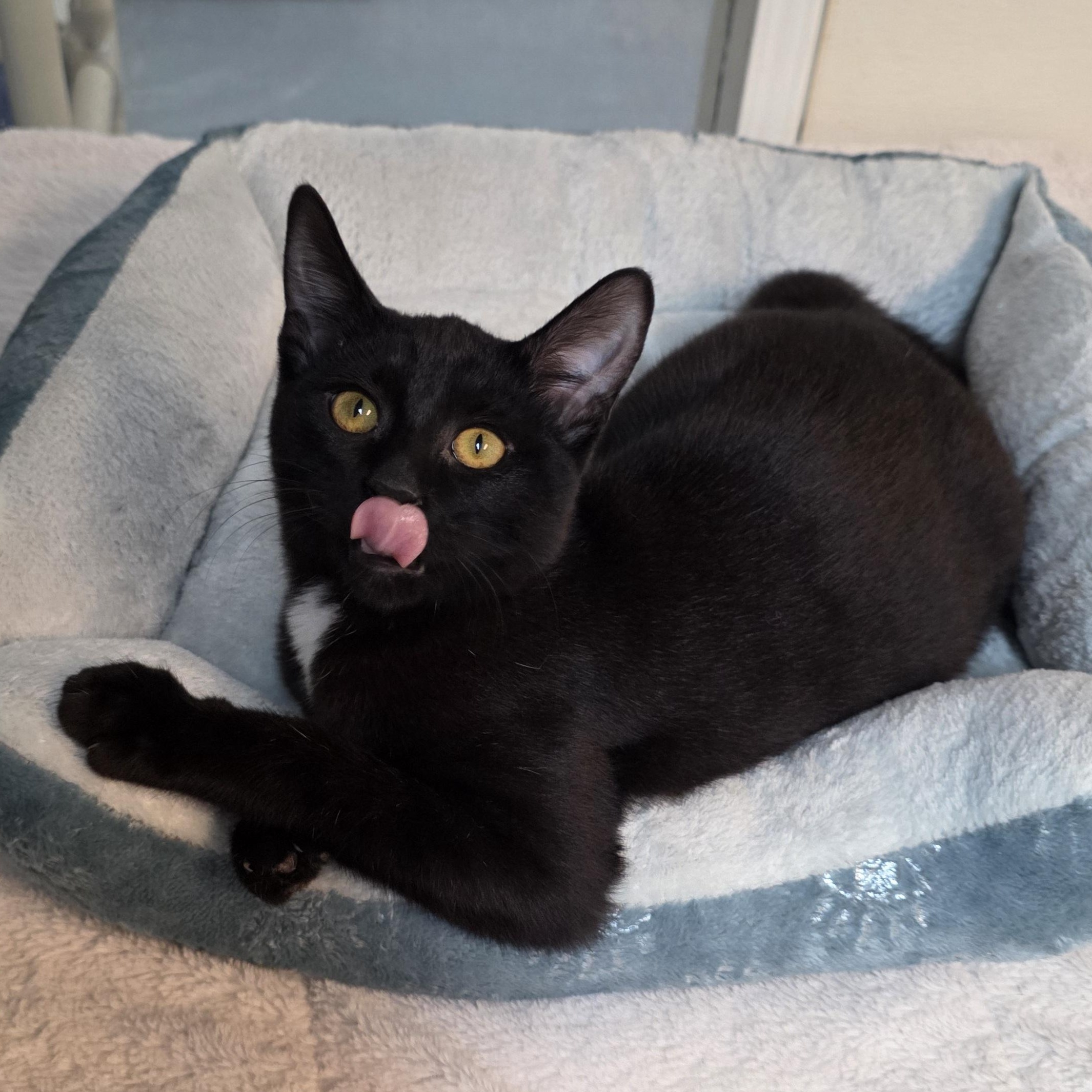 Enlarge Frederick, a Adoptable mixed breed in Greensboro, NC image 6/6