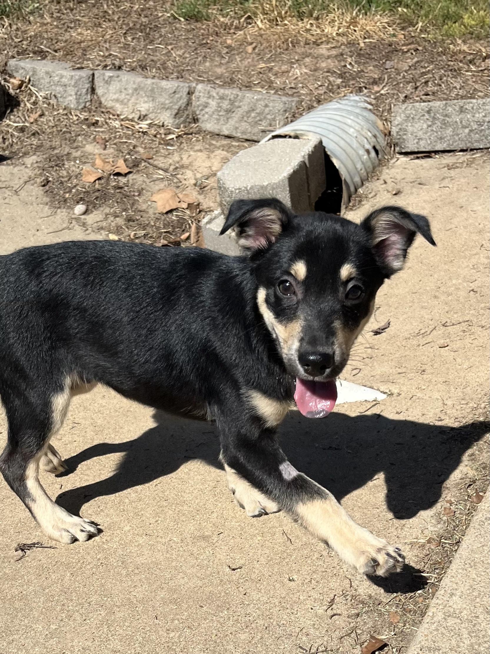 Enlarge Rigatoni, a Adoptable mixed breed in Farmington, MO image 5/5