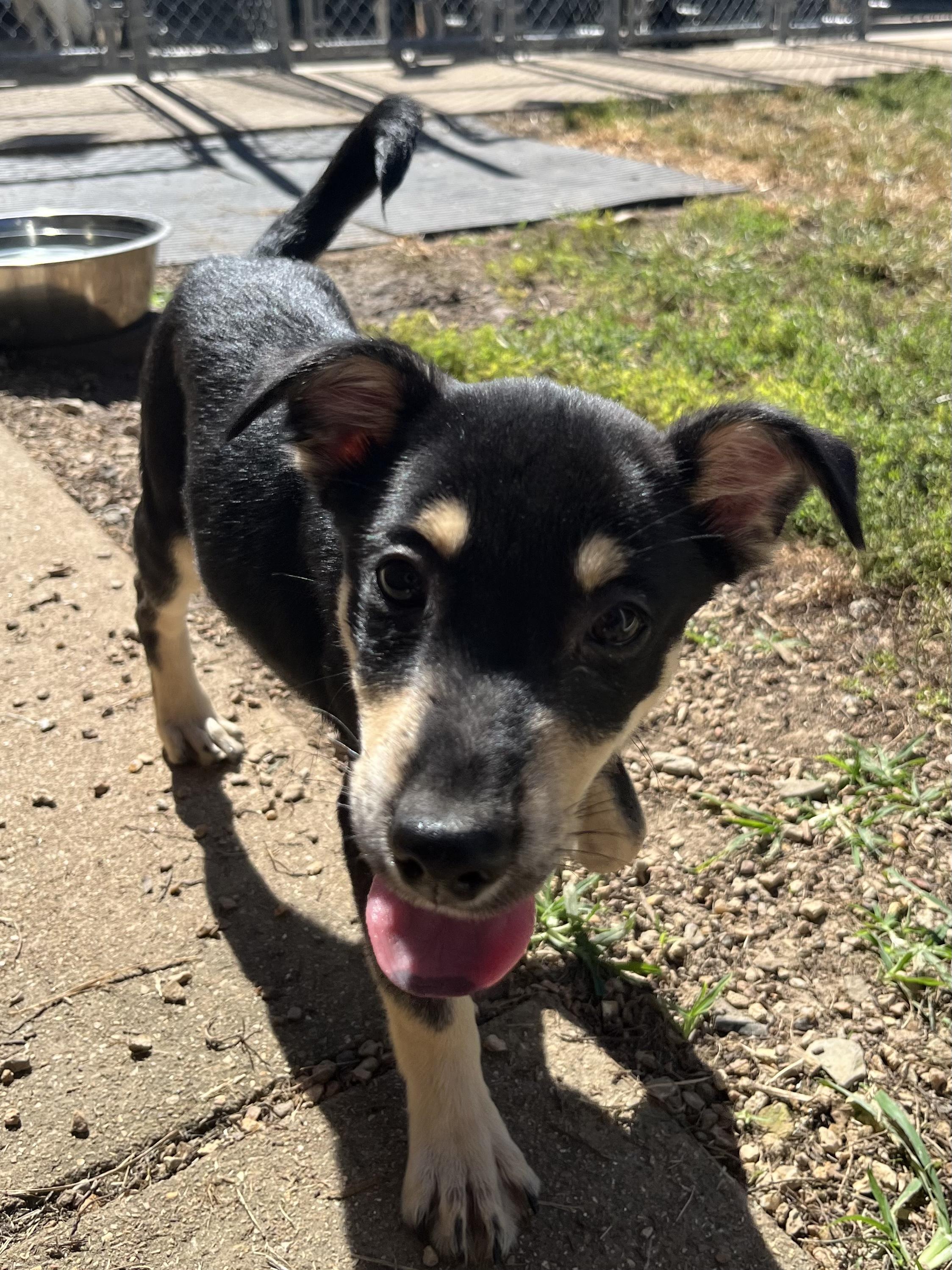 Enlarge Rigatoni, a Adoptable mixed breed in Farmington, MO image 2/5