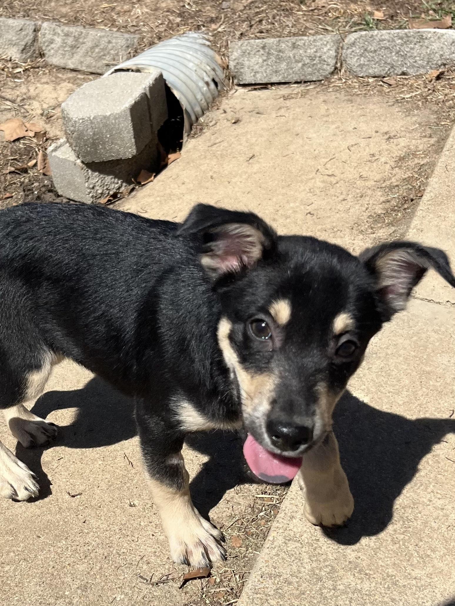 Enlarge Rigatoni, a Adoptable mixed breed in Farmington, MO image 4/5