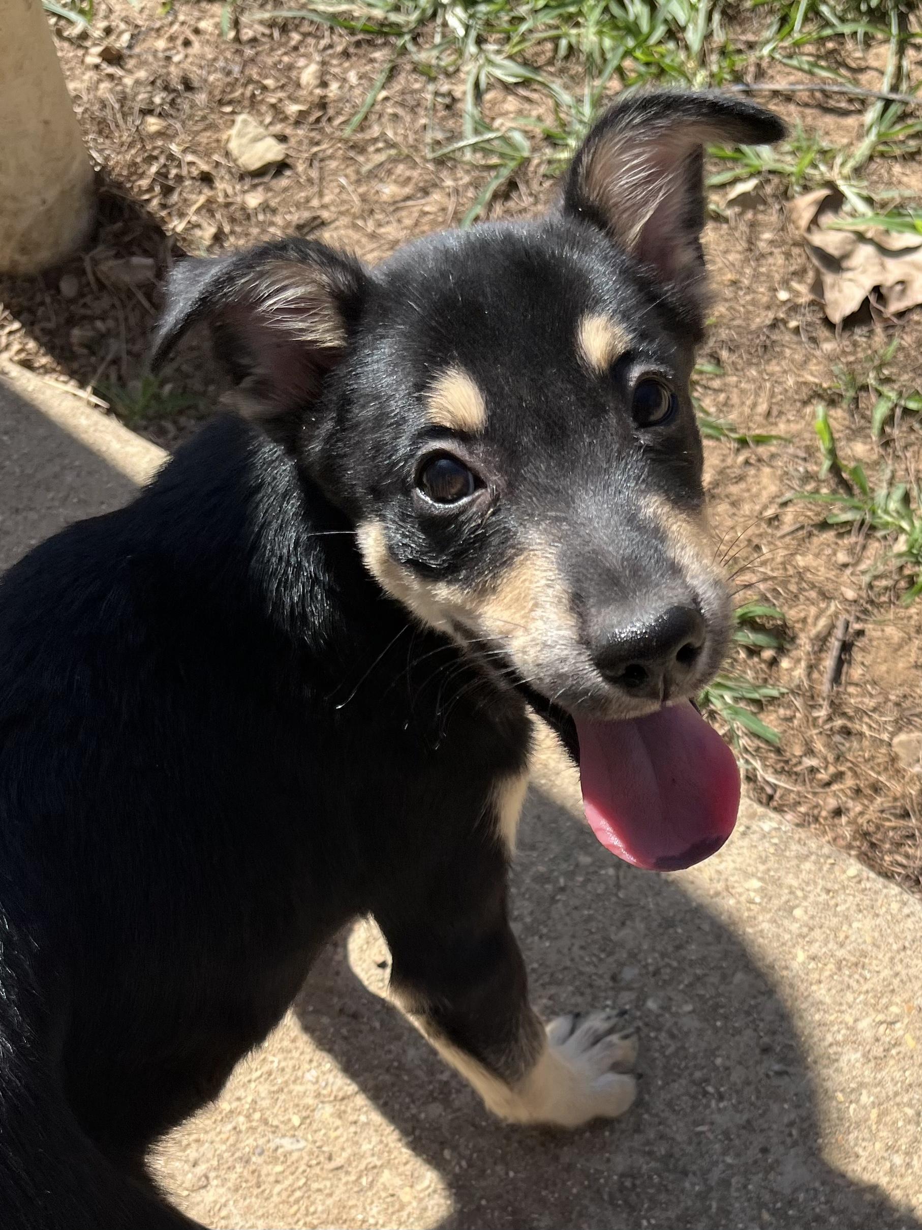 Enlarge Rigatoni, a Adoptable mixed breed in Farmington, MO image 3/5