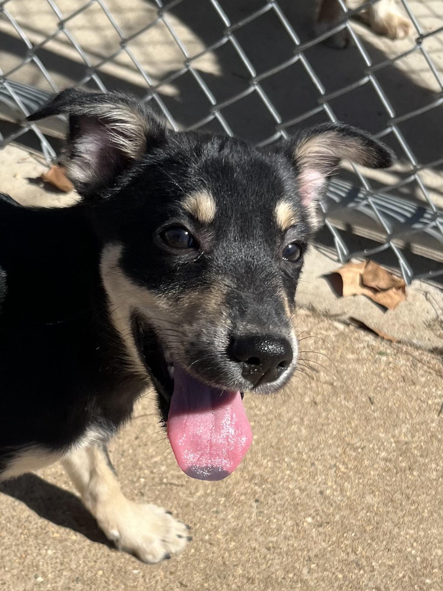 Enlarge Rigatoni, a Adoptable mixed breed in Farmington, MO image 1/5