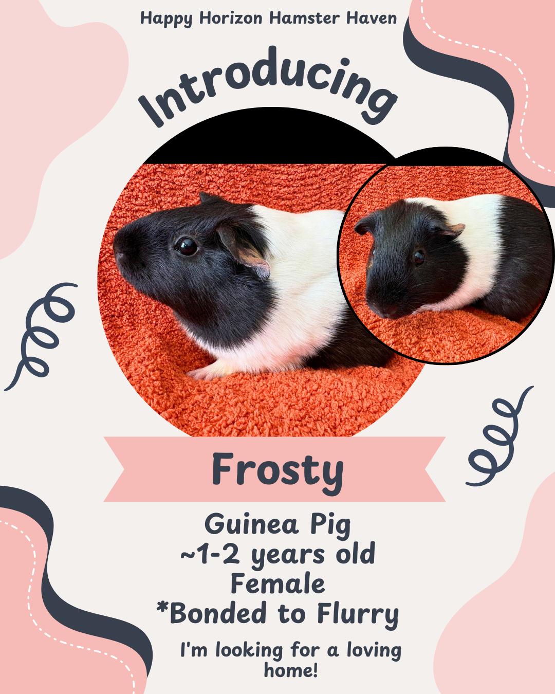 Frosty & Flurry, ADOPTABLE, Young Female Guinea Pig.