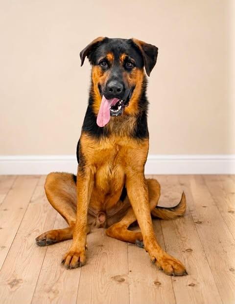 Hercules, Adoptable, Young Male German Shepherd Dog & Rottweiler.