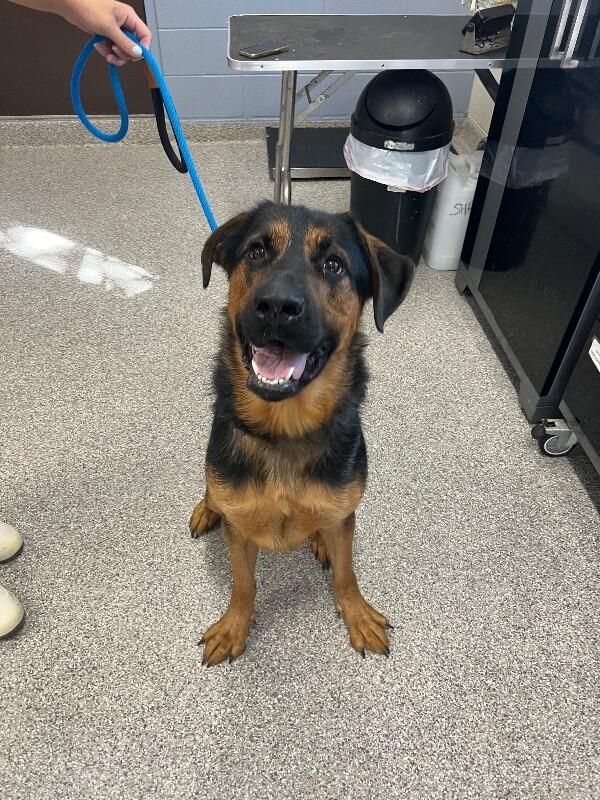 Enlarge Hercules, a Adoptable mixed breed in Georgetown, OH image 2/3