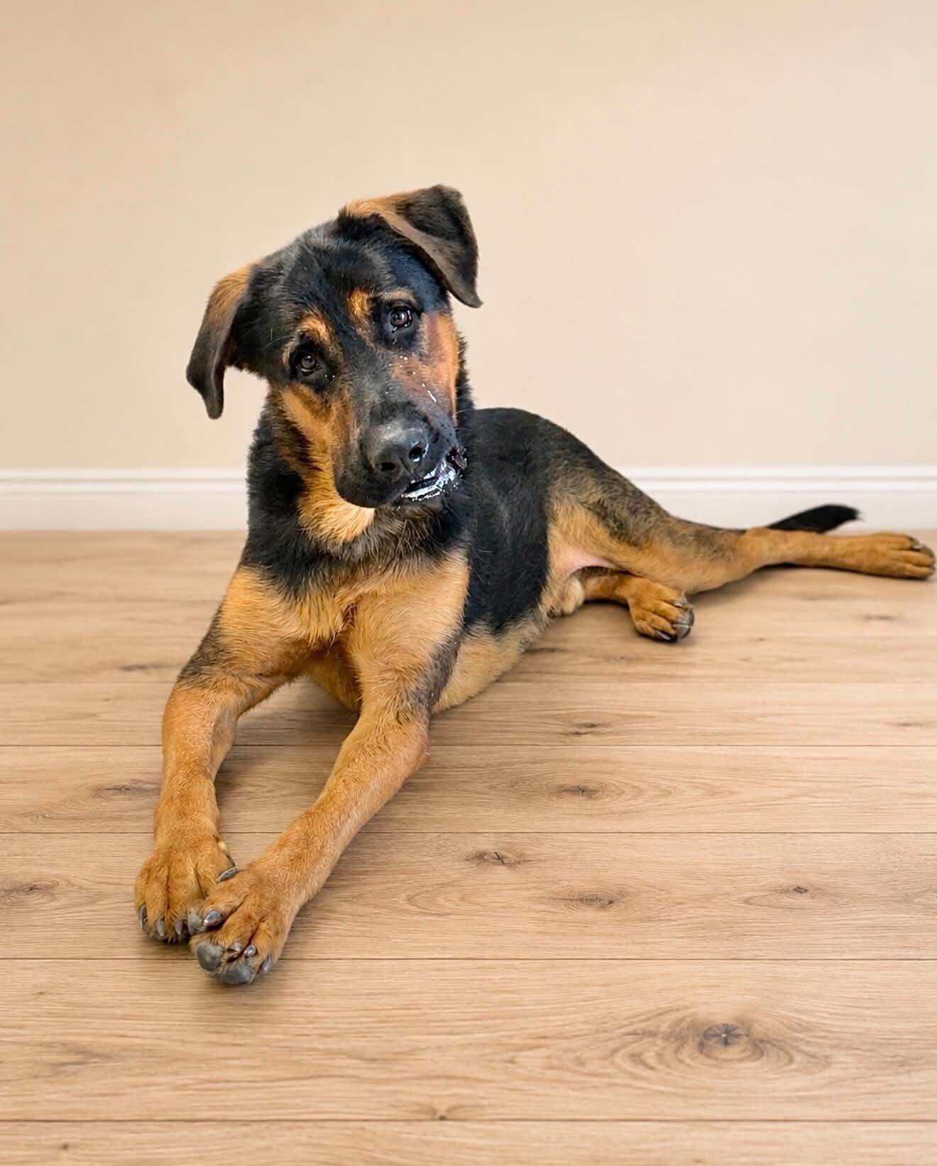 Enlarge Hercules, a Adoptable mixed breed in Georgetown, OH image 3/3