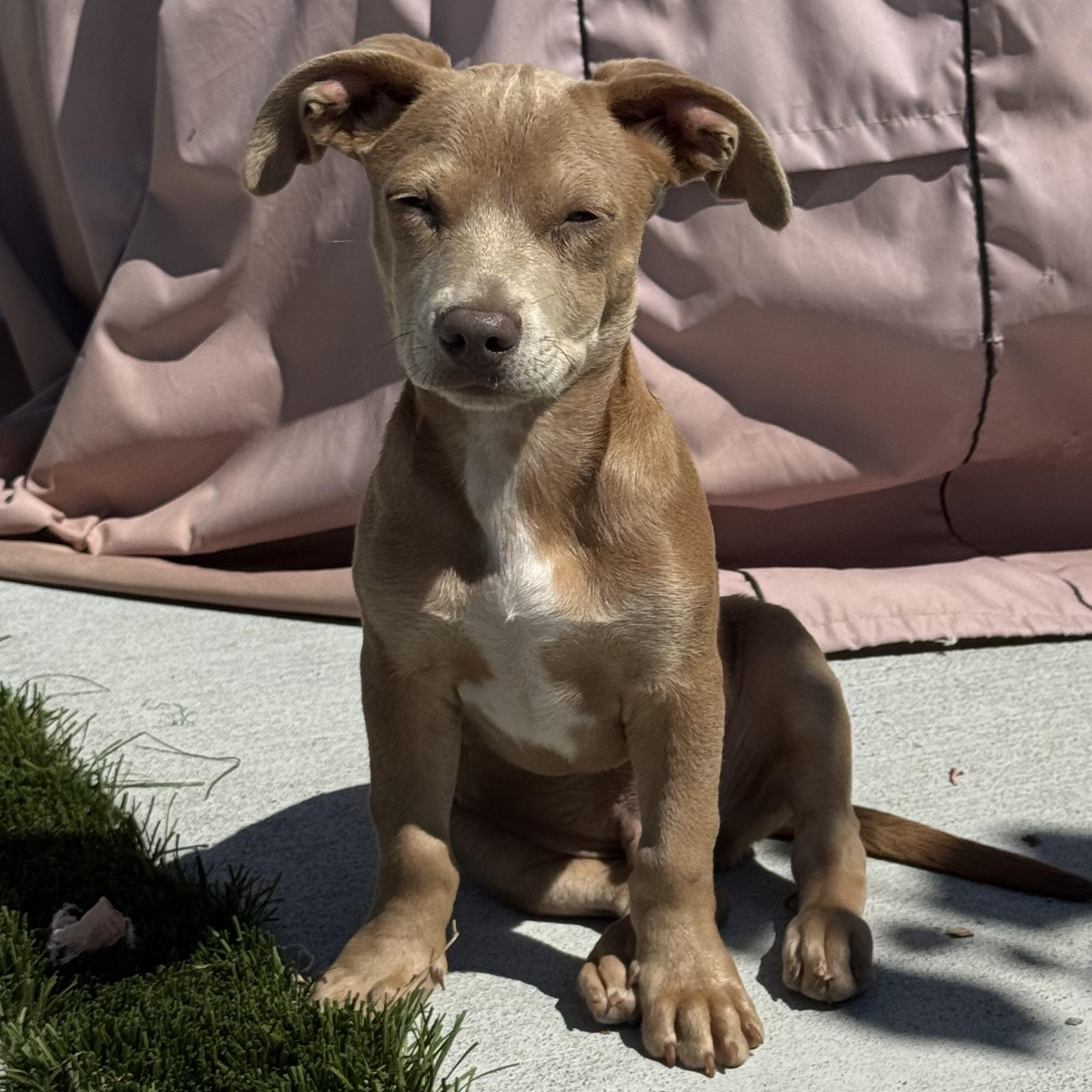 Enlarge Mr. Lovebug Ruger, a Adopted mixed breed in Vancouver, BC image 4/6