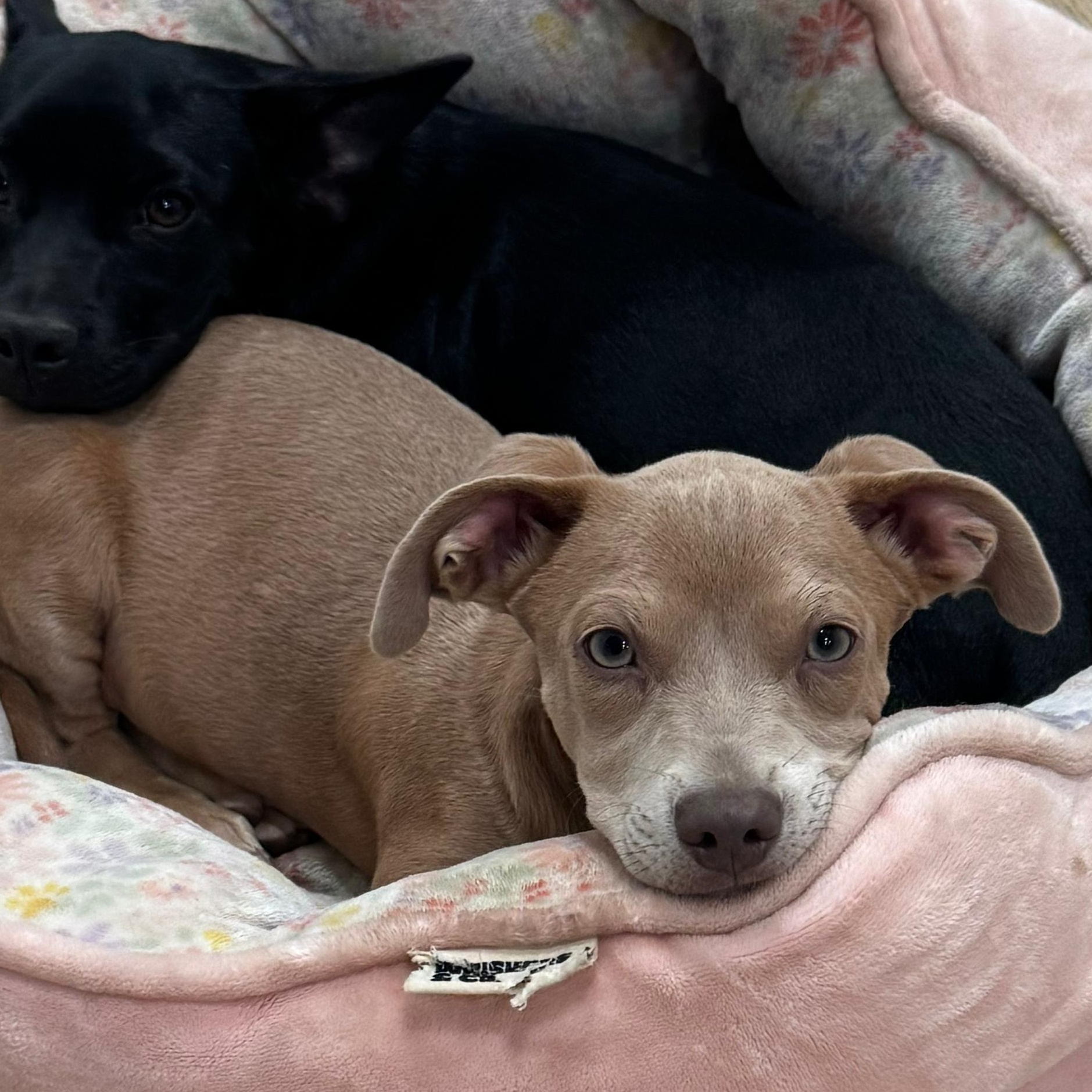 Mr. Lovebug Ruger, Adopted, Puppy Male Chihuahua & Dachshund.