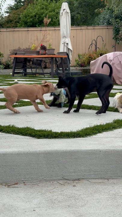 Enlarge Mr. Lovebug Ruger, a Adopted mixed breed in Vancouver, BC video 6/6