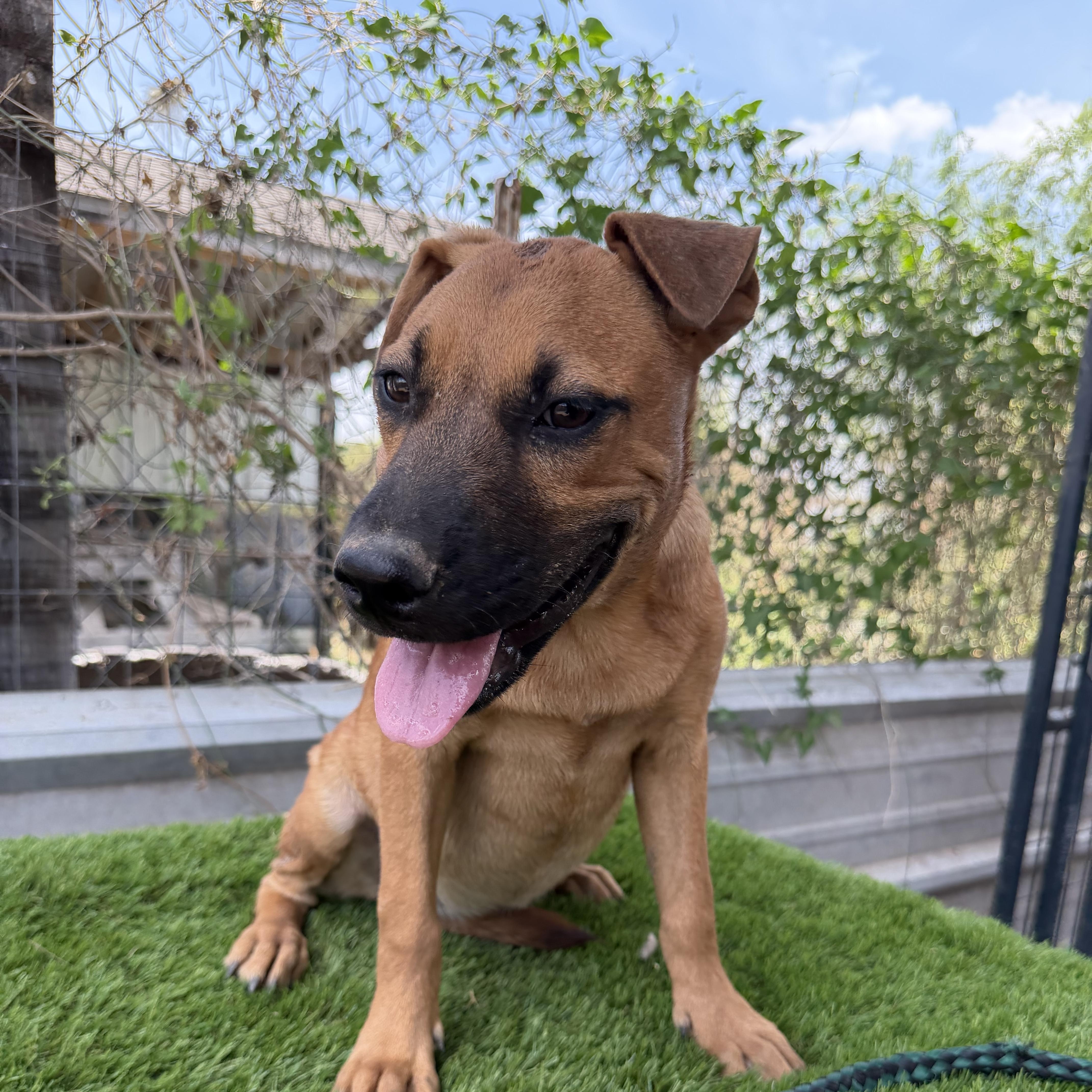 Toffee, Adoptable, Puppy Female Black Mouth Cur.
