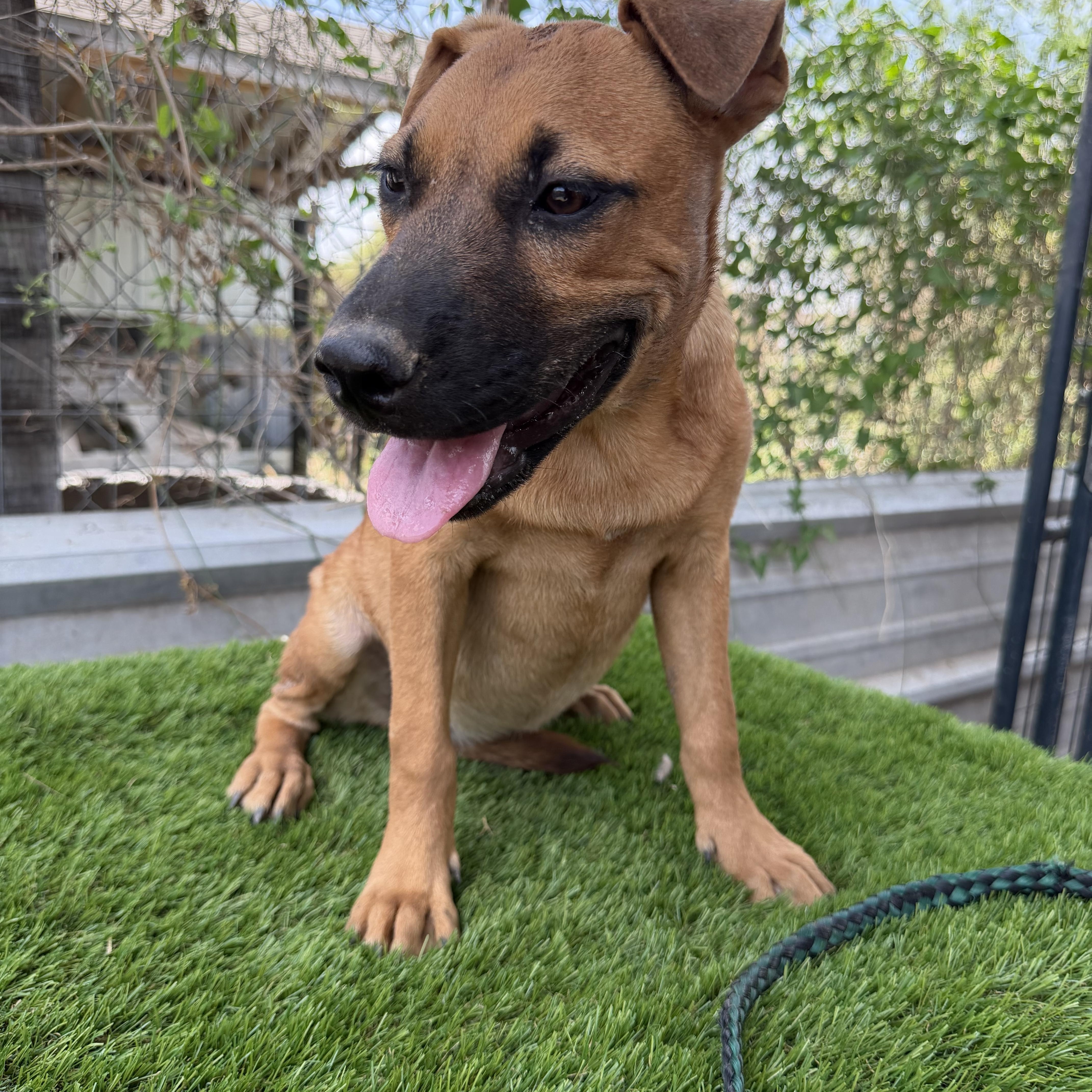 Enlarge Toffee, a Adoptable mixed breed in Harlingen, TX image 2/3