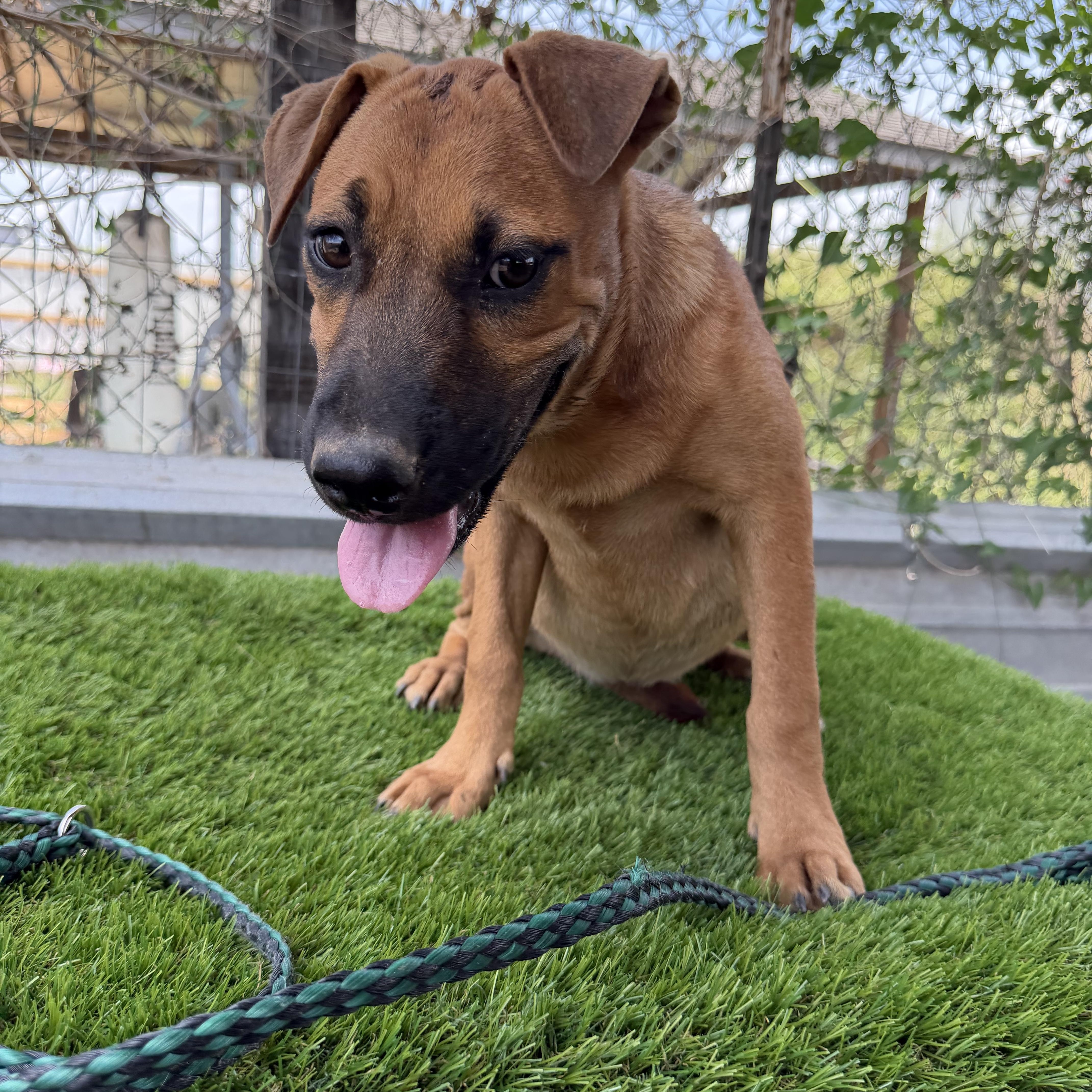 Enlarge Toffee, a Adoptable mixed breed in Harlingen, TX image 3/3