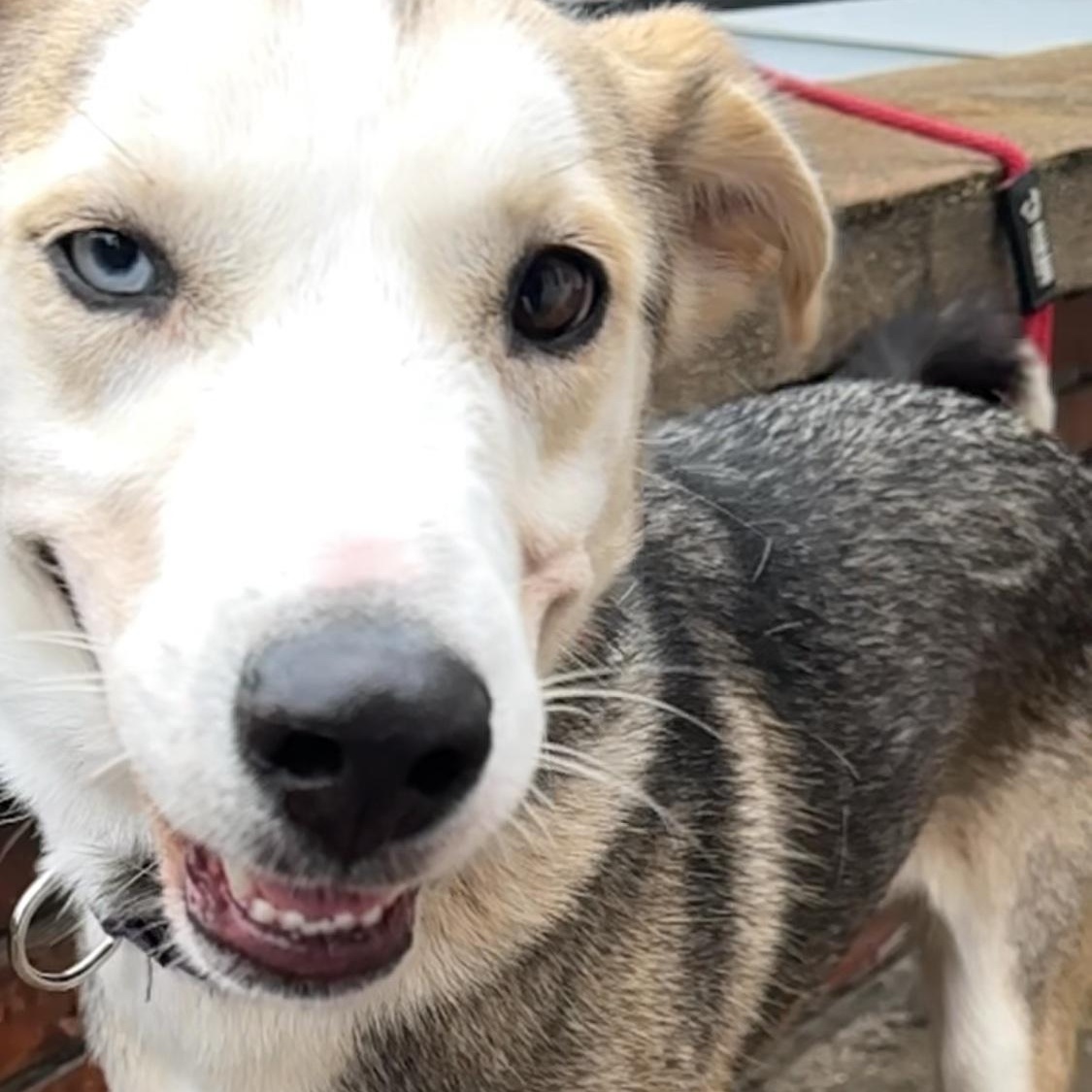 Enlarge Echo, a Adoptable Husky in Oak Bluffs, MA image 1/1