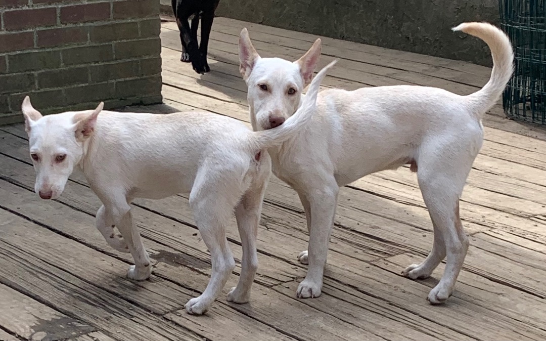 Enlarge Charlie and Frankie, a Adoptable mixed breed in Coatesville, PA image 2/6