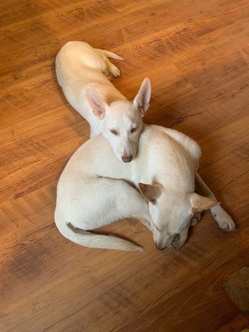 Enlarge Charlie and Frankie, a Adoptable mixed breed in Coatesville, PA image 3/6
