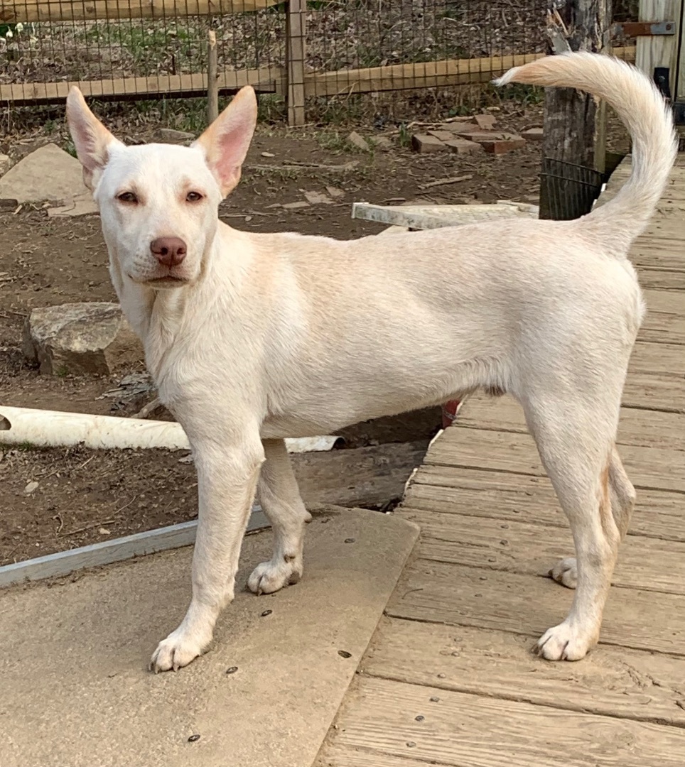Enlarge Charlie and Frankie, a Adoptable mixed breed in Coatesville, PA image 4/6