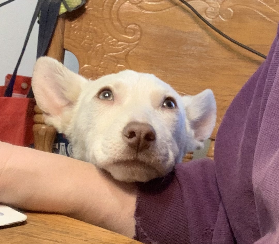 Enlarge Charlie and Frankie, a Adoptable mixed breed in Coatesville, PA image 5/6