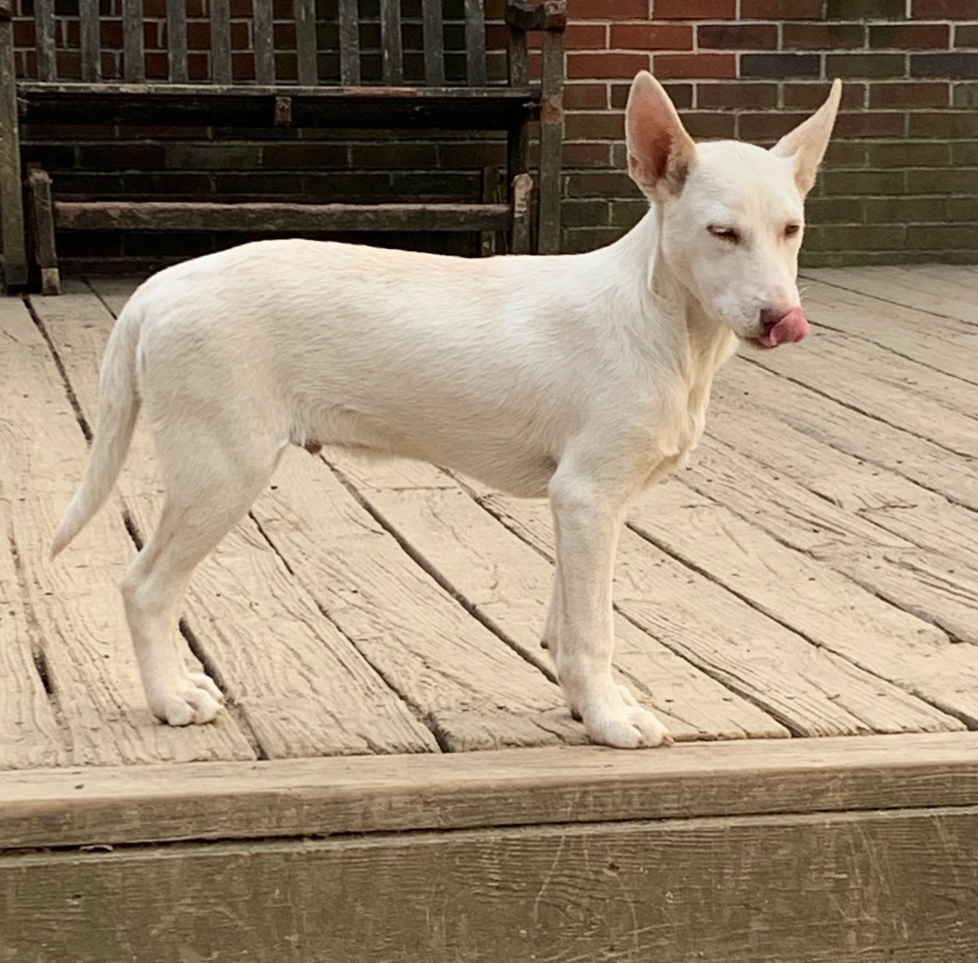 Enlarge Charlie and Frankie, a Adoptable mixed breed in Coatesville, PA image 6/6